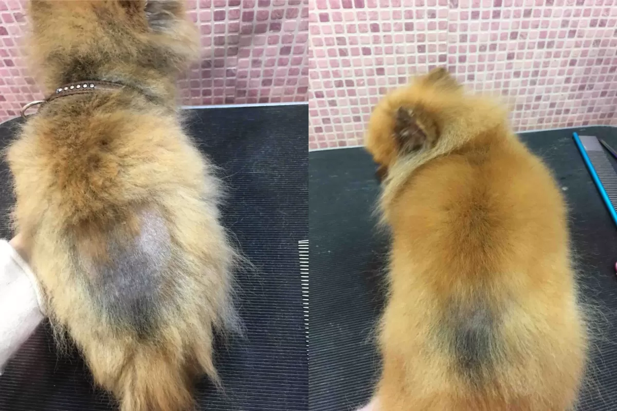 Alopecia X (Black Skin Disease) in Dogs