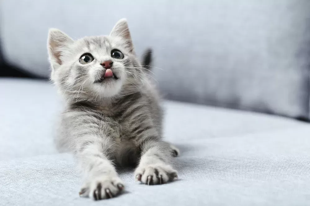 Should Kittens Have Catnip? 