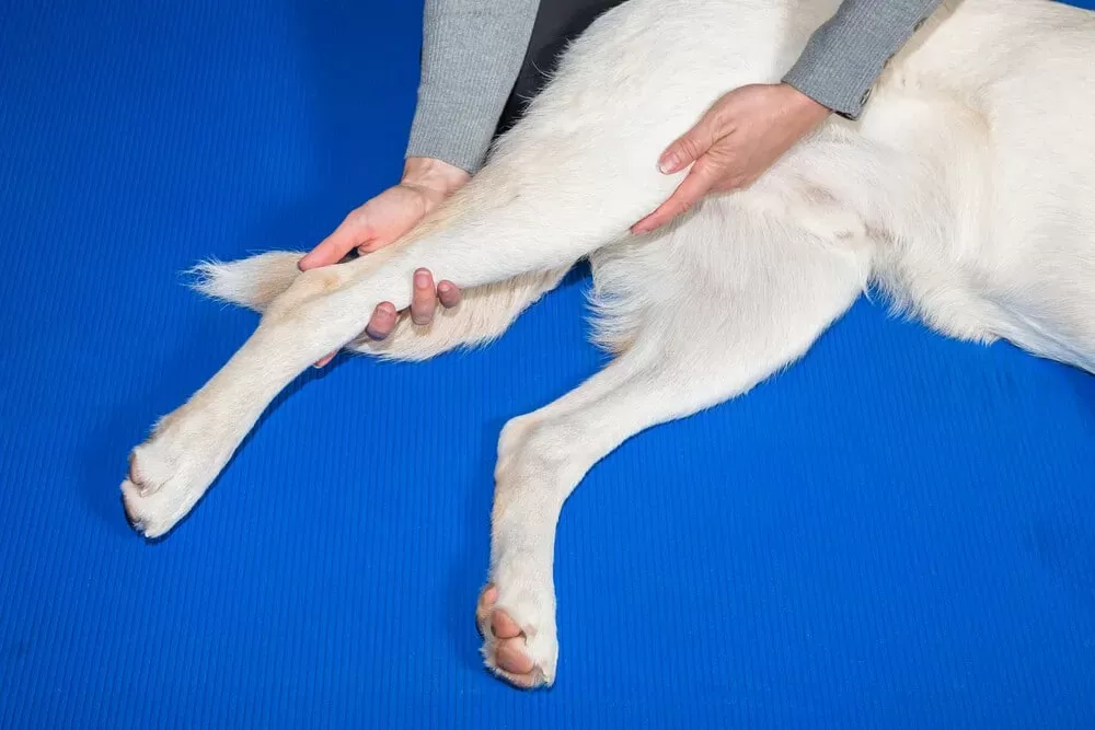 Physical Therapy Help Dogs