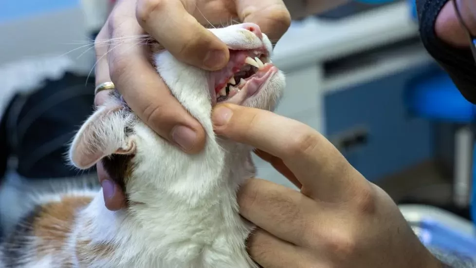 Cat Tooth Abscess