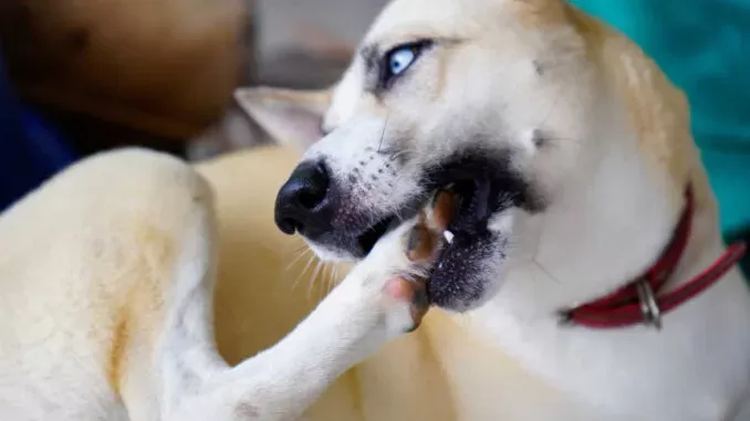 Köpeklerde mantar enfeksiyonları nelerdir?