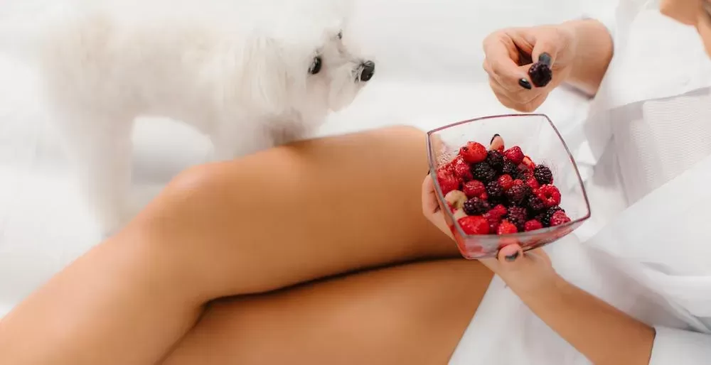 Can Dogs Eat Blackberries