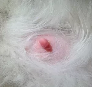 Pregnant Cat Nipples vs Normal: What Do They Look Like?