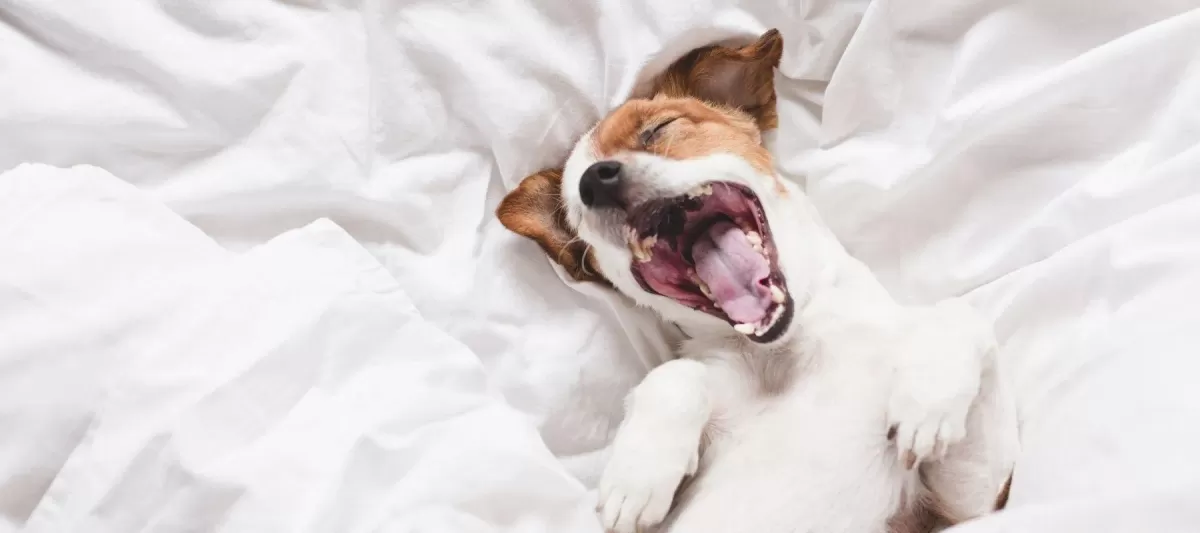 Why Do Dogs Yawn