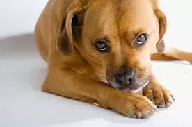 How to Soothe Dog Irritated Anus