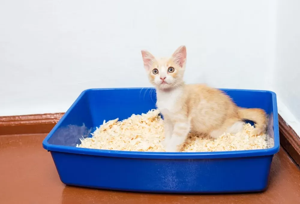 Por que gatos velhos fazem cocô fora da caixa de areia