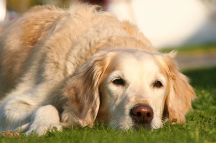 Dog Psoriasis