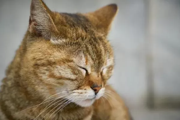 Feline Viral Rhinotracheitis (FVR) in Cats