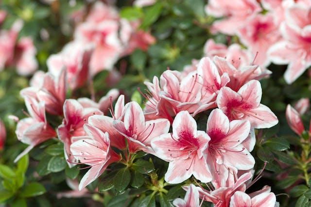 Azalea Poisoning in Dogs - Symptoms, Causes, Diagnosis, Treatment,  Recovery, Management, Cost