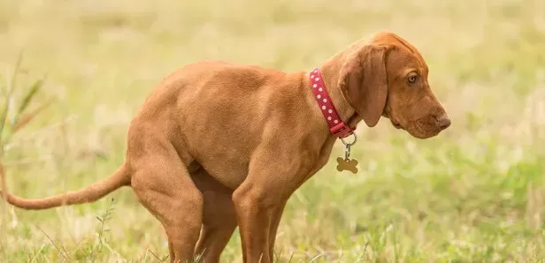 What Should I Do If I Find Blood in My Dog's Stool