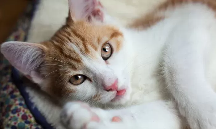 Do Cats Bleed When in Heat