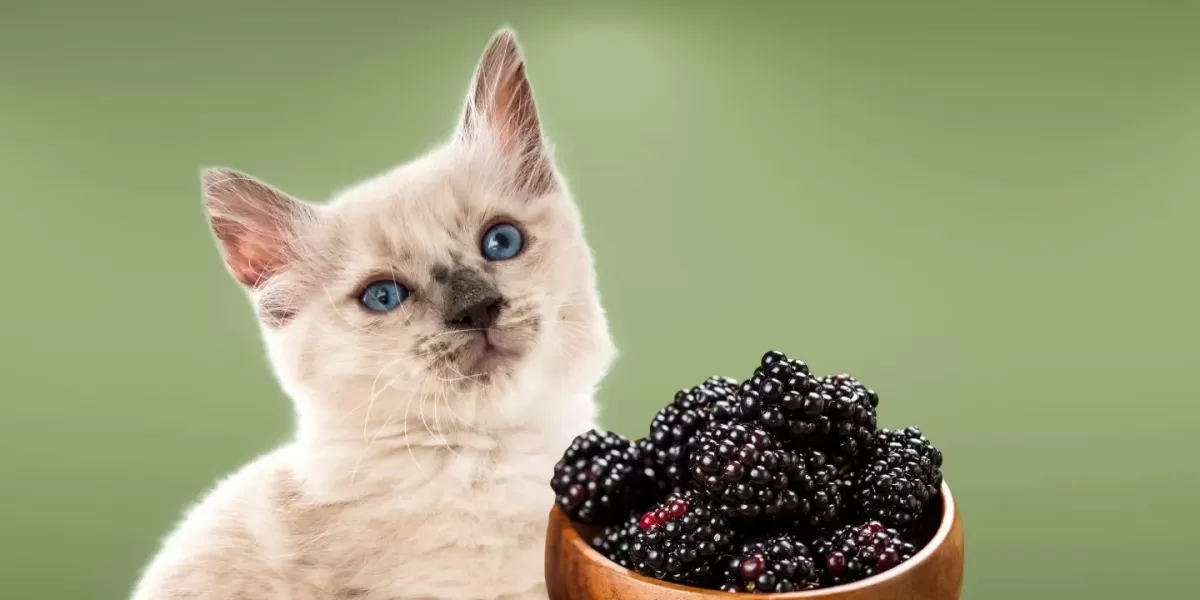 Are blueberries toxic to cats best sale