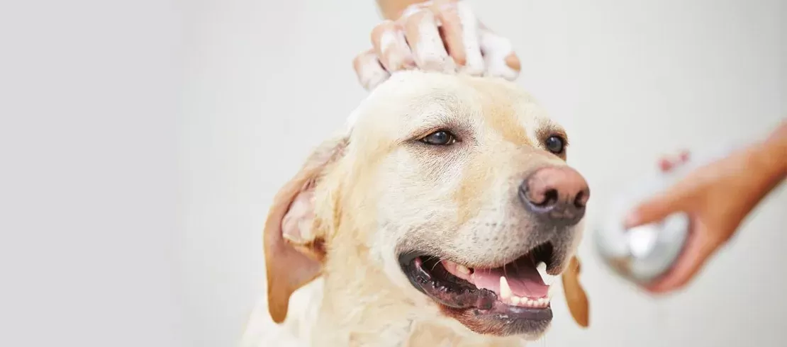 Can You Use Human Shampoo on Dogs