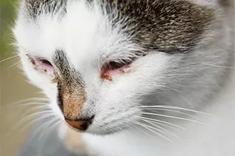 Cat Eye Discharge Home Remedy