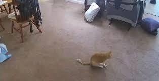 Cat Scooting