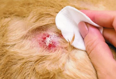 Symptoms of Psoriasis in Dogs