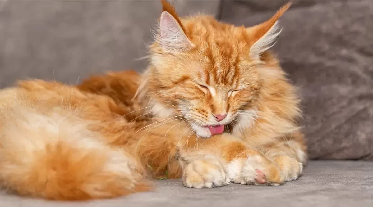 Maine Coon Cat