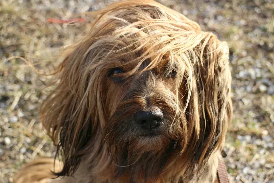 Keçeleşmiş Köpek Tüylerini Anlama ve Yönetme