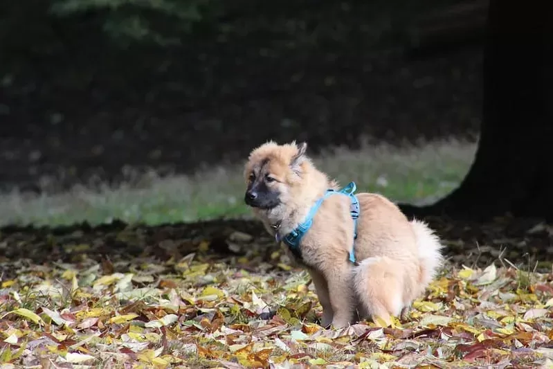 White Specks In Dog Poop