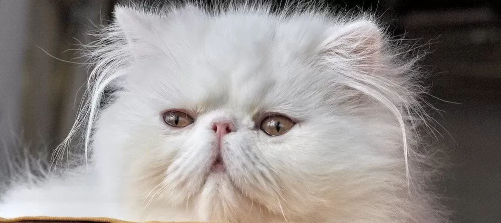 Persian Cat