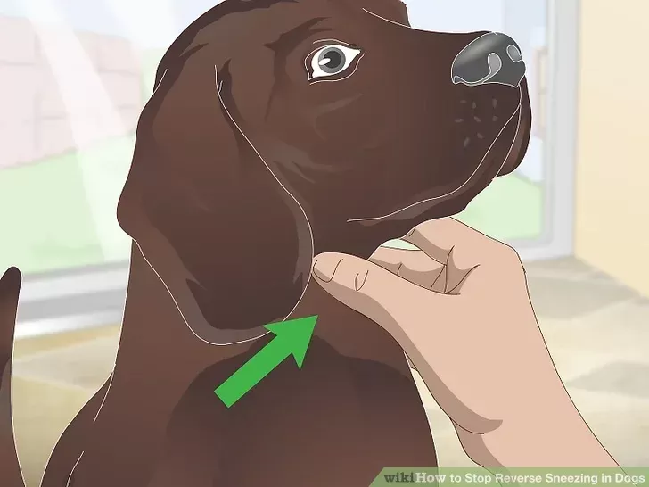 Stop Reverse Sneezing in Dogs