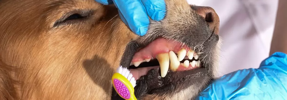 Gingivitis en perros