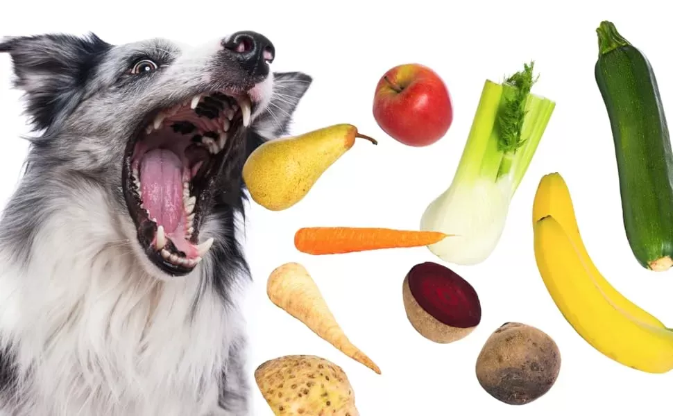 Vitamin and Mineral Supplement for Dogs