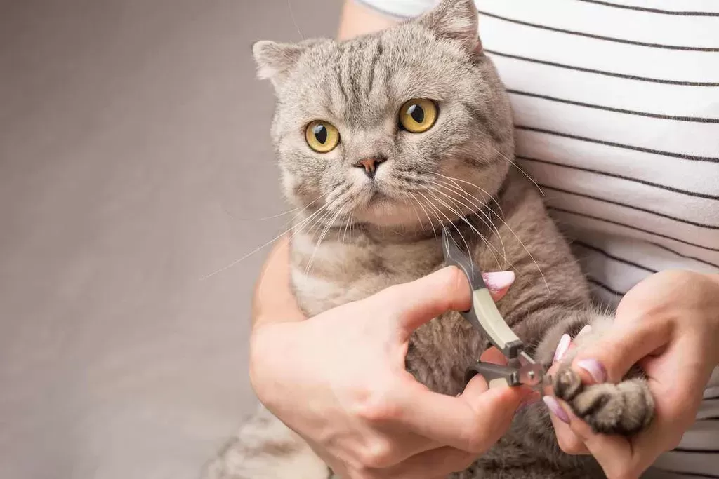 How And When To Trim A Cat's Claws - A Cat Lover's Guide