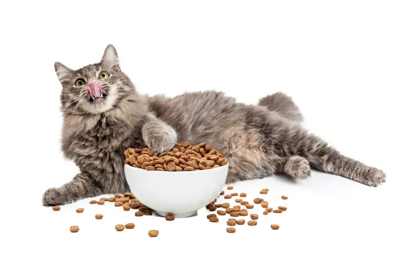 Think You Have a Fat Cat? The Ten Things You Need to Know – Clinical  Nutrition Service at Cummings School