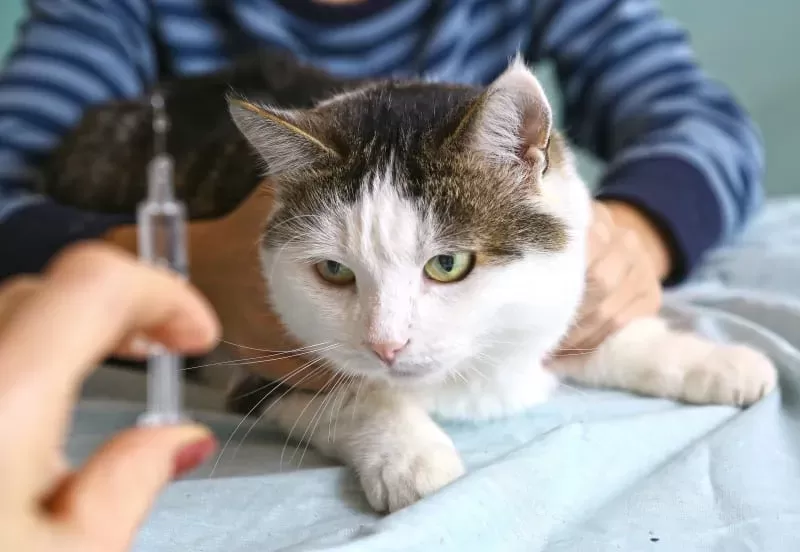 Cat Diabetes Treatment