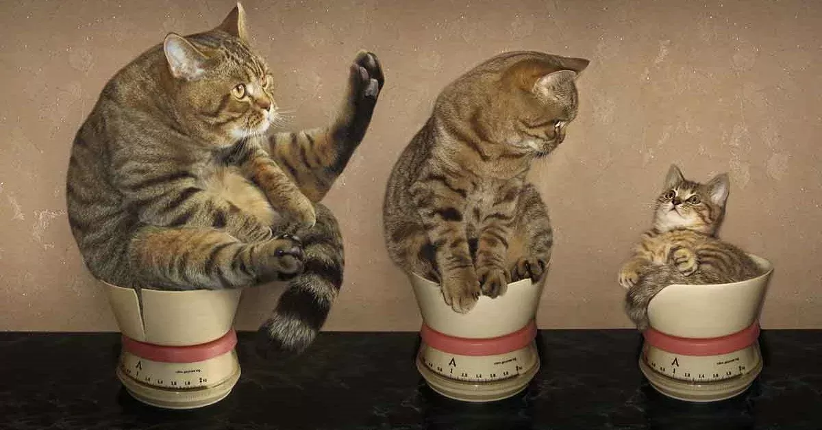 When Do Cats Stop Growing: Understanding Feline Growth and Development