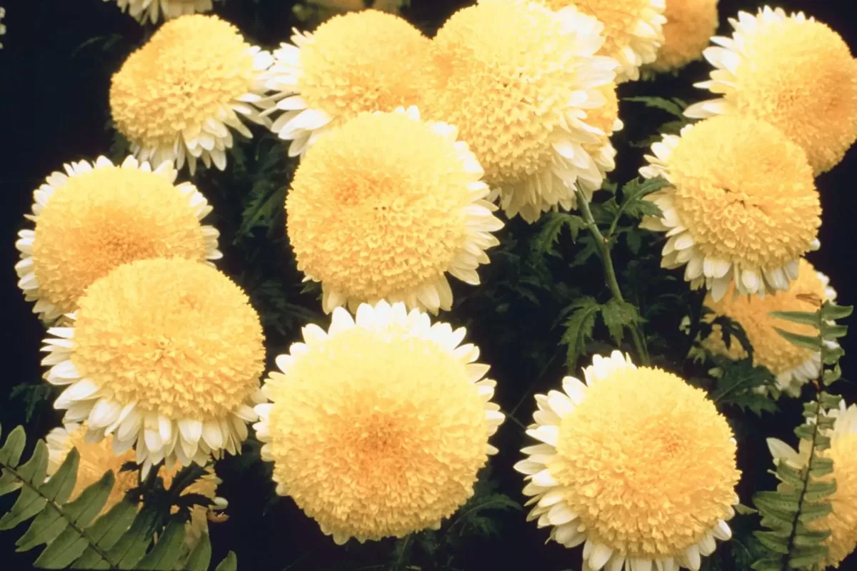 Are Mums Poisonous to Cats