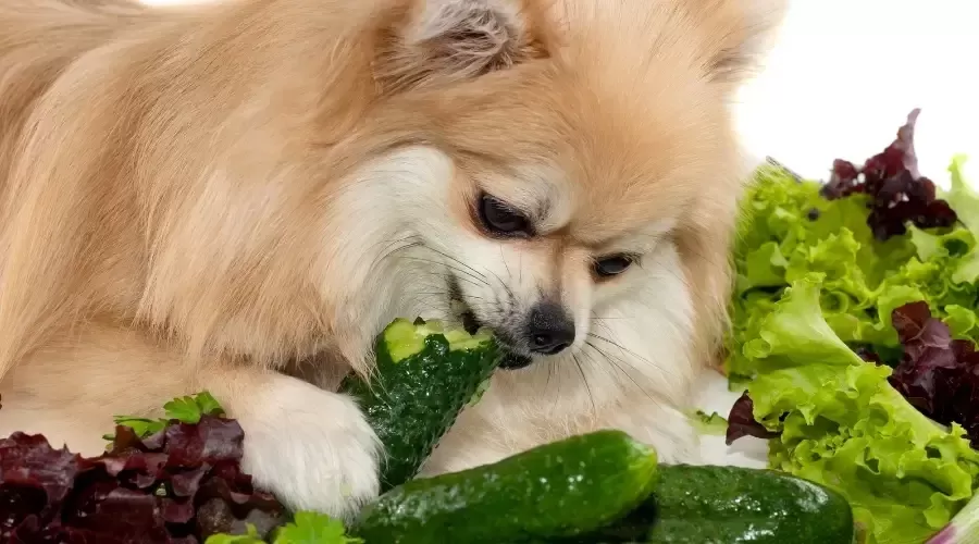 Can Dogs Eat Cucumber? 