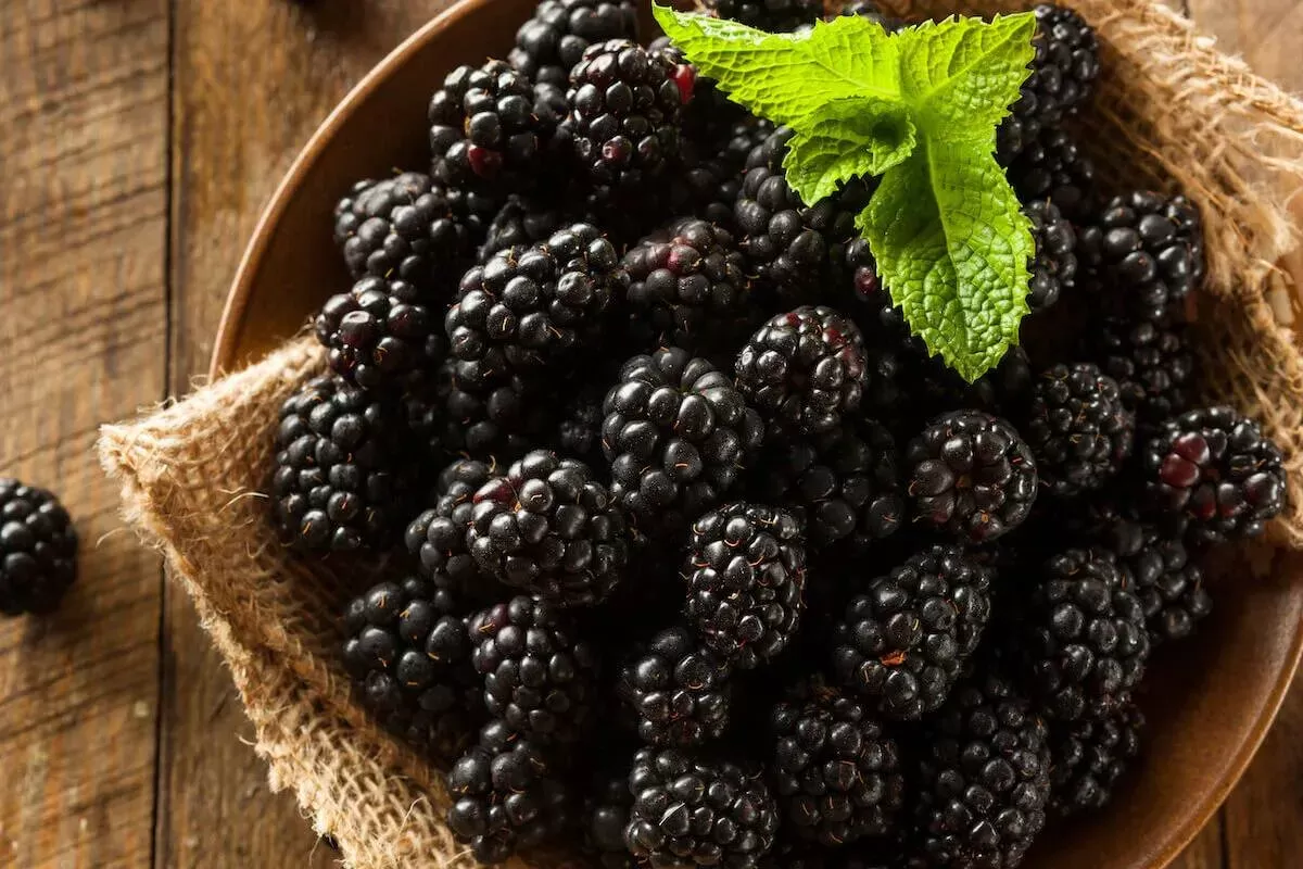 Are Blackberries Good for Dogs