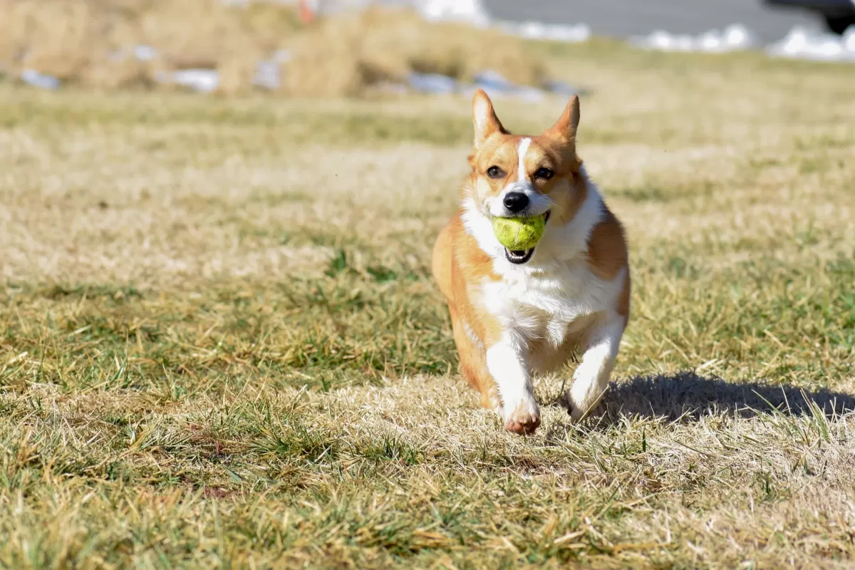 Why Does My Dog Grunt? Unraveling the Canine Vocalization Mystery