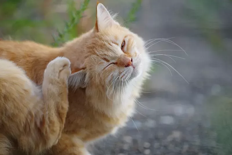 Allergien bei Katzen: Ursachen, Symptome und Behandlung