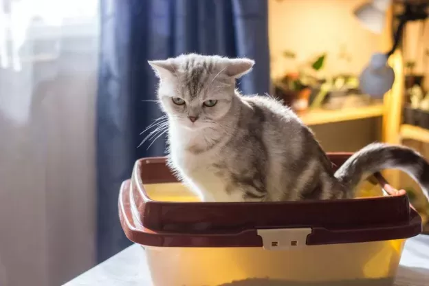 Verstopfung bei Katzen verstehen