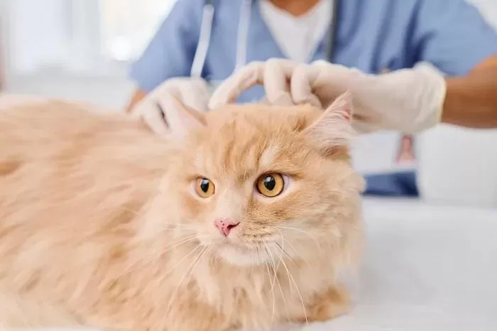 How to Treat Cat Pulling Hair out