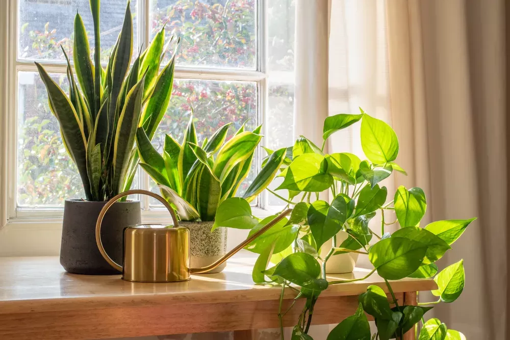 Your Guide to the Best Indoor Plants for Apartments | Landing