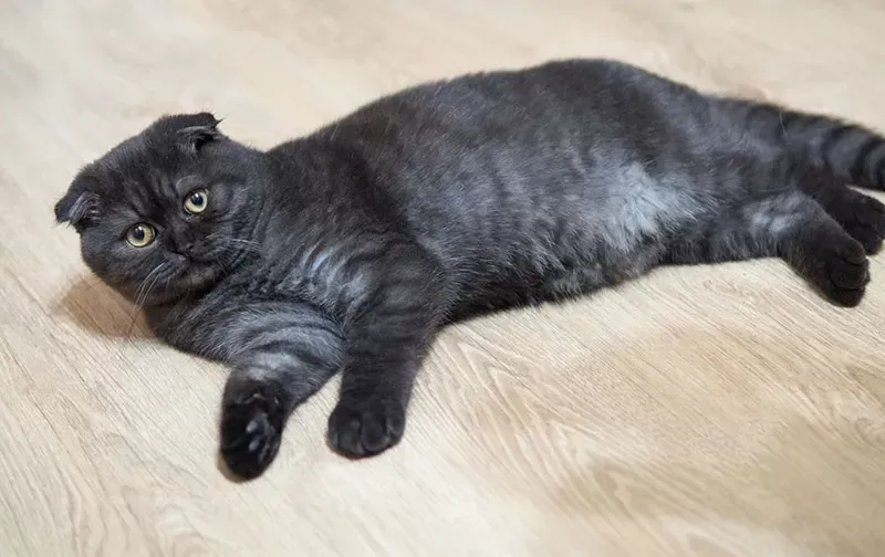 Black Scottish Fold 