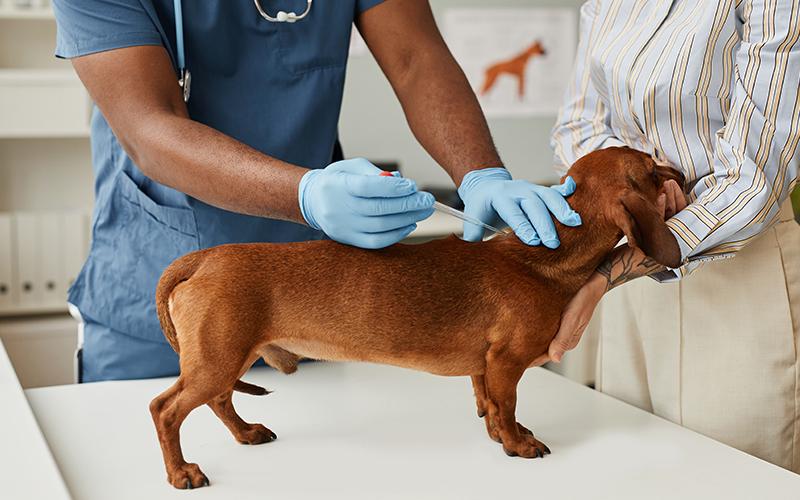 Cushing's Disease in Dogs: Prevention