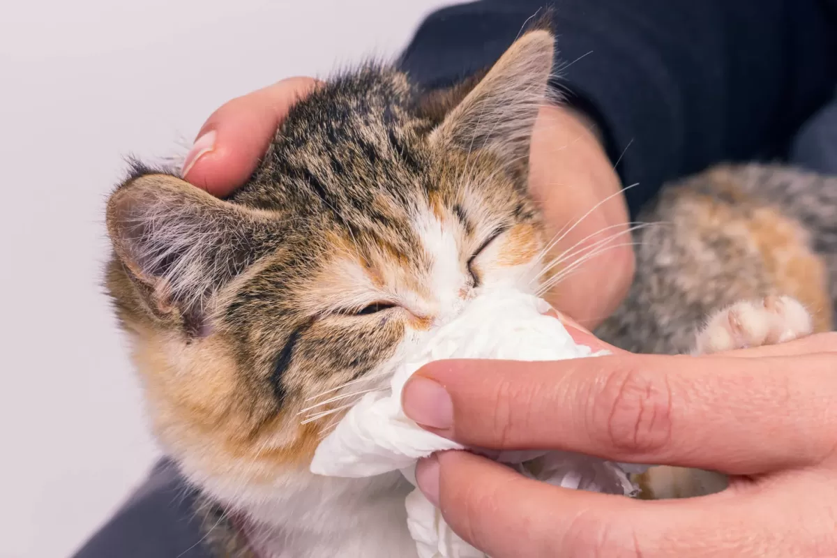 Guide to Seasonal Allergies in Cats