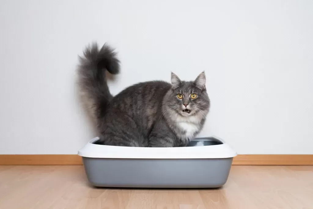 Understanding Cystitis in Cats: Causes, Symptoms, and Treatment