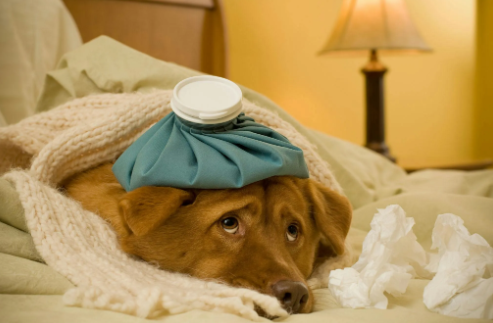 Sepsis in Dogs