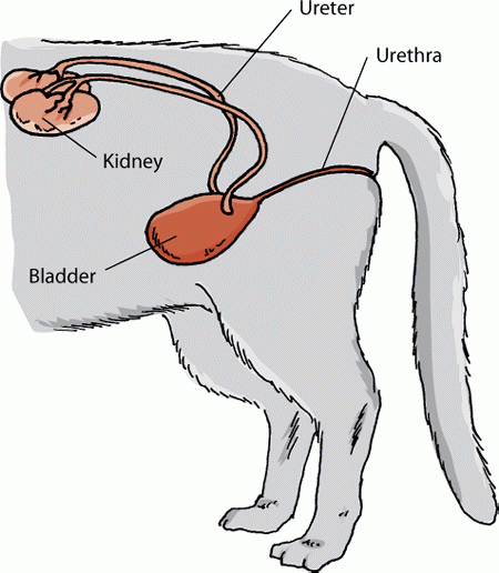 Cystitis In Cats