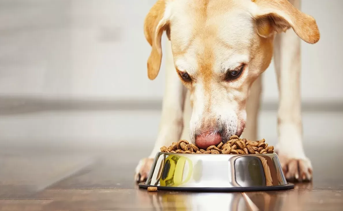 can dogs take human probiotics