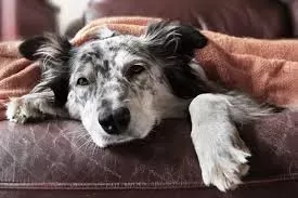 Whipworms in Dogs