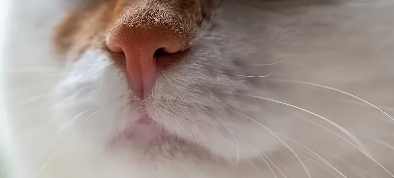 Understanding and Managing Cat Stuffy Nose