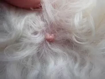 Warts on Dogs