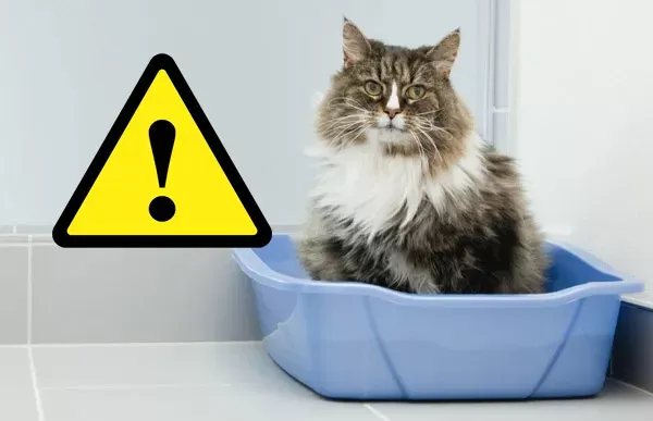 risk of Toxoplasmosis when handling cat litter